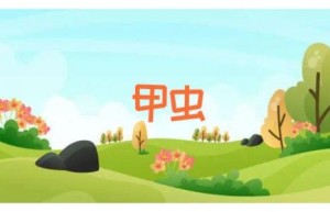 甲虫
