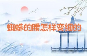 蜘蛛的腰怎样变细的